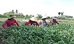 Từng bước khẳng định thương hiệu rau an toàn, GAP