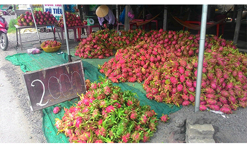 Thanh long cũng là một trong những loại trái cây thường xuyên rời vào tình cảnh được mùa mất giá