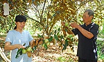 Nỗ lực khôi phục cây vú sữa