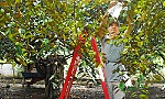 Phấn đấu đến cuối tháng 11 hoàn thành các chỉ tiêu năm 2018