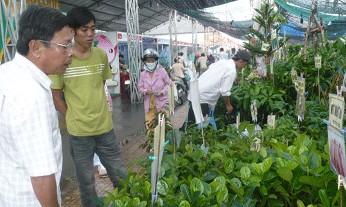 Việc quản lý sản xuất, kinh doanh giống cây trồng còn nhiều khó khăn, bất cập, khiến người tiêu dùng lo lắng. 				                                                                                               Ảnh: H.LÊ
