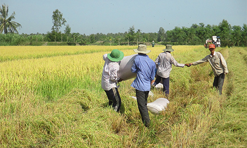 nông dân có thực hiện cắt vụ, chuyển đổi mùa vụ và cơ cấu cây trồng