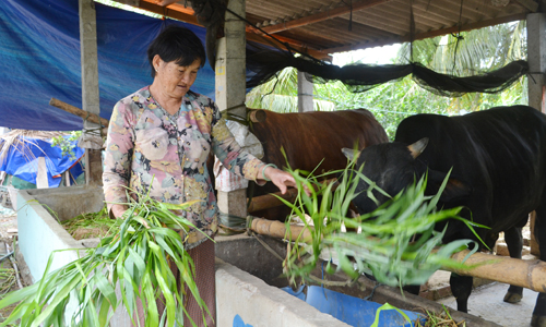 Một trong những mô hình kinh tế được hỗ trợ thông qua gói tín dụng chính sách.                                                                                                                                                                                                                           Ảnh: ANH PHƯƠNG
