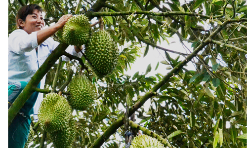 Đầu ra cho nông sản vẫn chưa ổn định