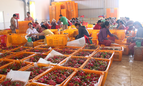 Thanh long cũng là nông sản thường xuyên rơi vào tình trạng được mùa mất giá