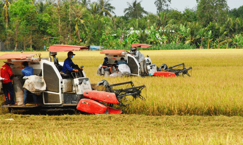 Công ty Lương thực Tiền Giang luôn liên kết chặt chẽ với HTX Hậu Mỹ Trinh thu mua lúa cho xã viên của HTX.						                                 Ảnh: SĨ NGUYÊN