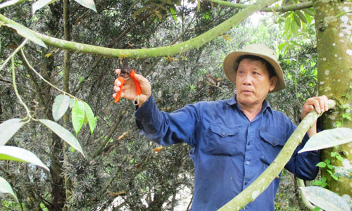 Ông Thoại chăm sóc vườn sầu riêng của gia đình.