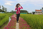 Tim tím đường hoa bên lúa xanh