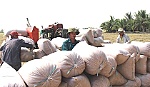 Bán gạo nhiều cho thị trường Trung Quốc: Đáng mừng hay đáng lo?
