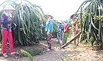 Cử tri lo lắng khi giá nông sản sụt giảm