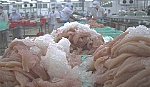 Cá tra Việt hết thời 
