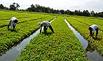 Diện mạo mới của xã Tân Lý Đông