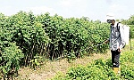 Thuốc diệt cỏ: Độc hại, nhưng vẫn dùng