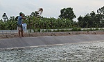 Làm giàu nhờ mô hình cá - ếch