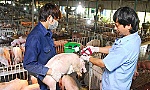 Khẩn cấp ngăn chặn nguy cơ xâm nhiễm bệnh dịch tả heo Châu Phi