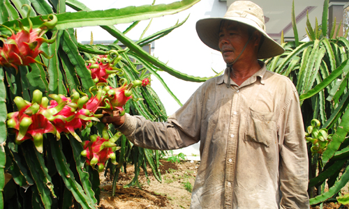Cây thanh long “bén rễ” trên vùng đất nhiễm mặn của xã Kiểng Phước và đang từng bước giúp nâng cao  cuộc sống người dân.