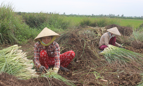 Lĩnh vực “tam nông” ở tỉnh ngày càng khởi sắc.