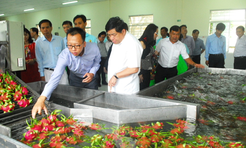 Rửa thanh long trước khi đưa vào kho lạnh tại Hợp tác xã Thanh long Mỹ Tịnh An.