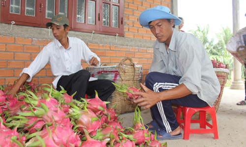 Lợi thế của huyện Chợ Gạo trong xây dựng NTM là sự phát triển khá đồng đều giữa các xã, trong đó thanh long là cây trồng chủ lực của nhiều xã.