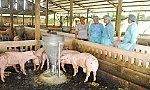 Heo tăng giá -Người nuôi vẫn ngại tái đàn