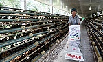 Xây dựng văn hóa doanh nghiệp để phát triển bền vững