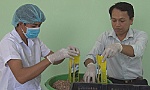 Khởi nghiệp với mô hình sản xuất trà mãng cầu