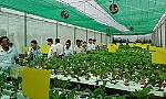 Hiệu quả từ mô hình trồng rau thủy canh