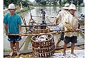 Ngành cá tra đối diện thách thức mới