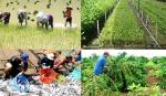 Tăng mức cho vay hộ nông dân khi không có tài sản bảo đảm