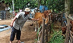 Tiền Giang giảm nghèo 