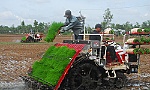 Được gì khi trồng lúa theo công nghệ cao?