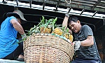 Trăn trở cùng cây khóm