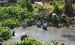 Chống sạt lở với mô hình Kè giữ lục bình