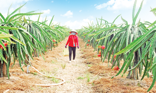 Cây thanh long phát triển khá nhanh ở vùng đất Kiểng Phước và góp phần nâng cao thu nhập cho người dân.