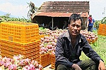 Thanh long rớt giá do thiếu vai trò 