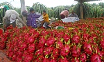 Thanh long tăng giá trở lại