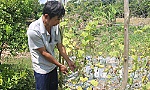 Xã Thiện Trí: Cây trồng bị thiệt hại do nước ngập