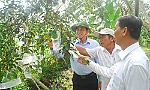 Tìm hướng xuất khẩu cho trái vú sữa