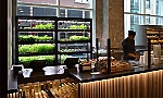 Farmshelf - Giải pháp trồng rau ngay trong bếp nhà bạn