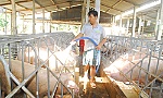 Giá heo giảm sau chỉ đạo của Bộ NN&PTNT
