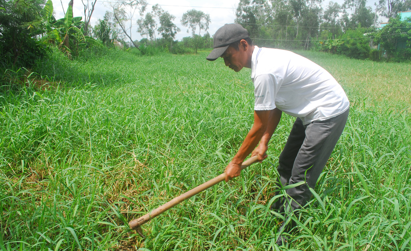 Nhiều hộ dân đã tận dụng nước thải sau biogas để tưới cho cỏ.
