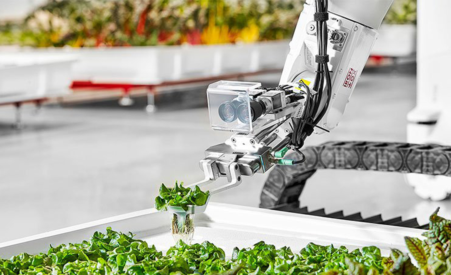Robot Angus theo dõi cây trồng trong nông trại. (Ảnh: Iron Ox).
