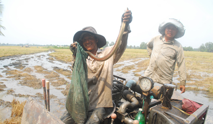 Con rắn, con chuột là những chiến lợi phẩm mà người dân thường thu được trong vụ mùa này.
