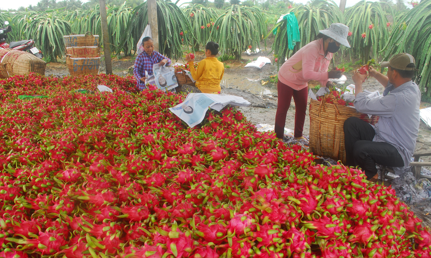 Thu hoạch thanh long tại xã Đăng Hưng Phước (huyện Chợ Gạo).     										                                                                      Ảnh: SĨ NGUYÊN
