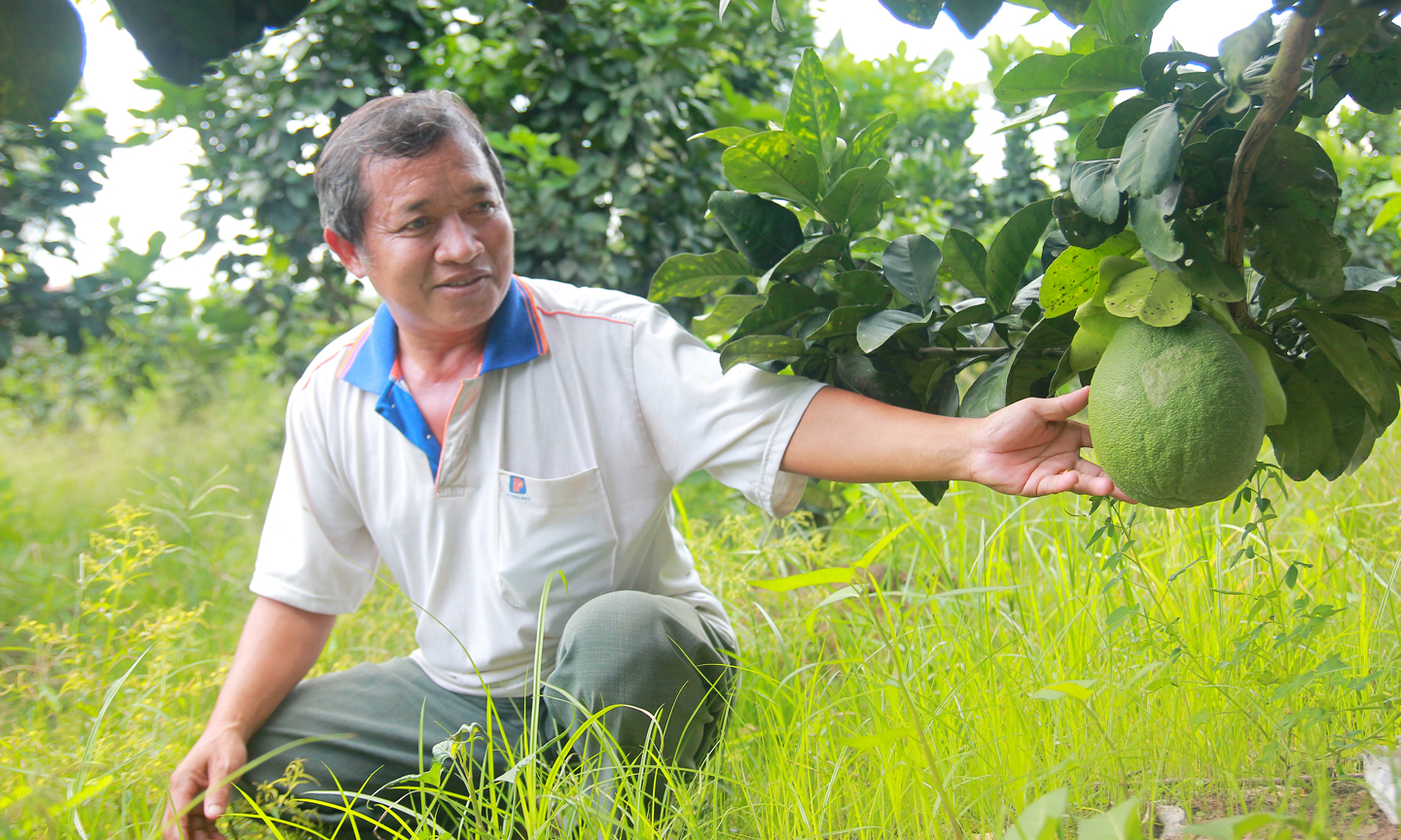 Ông Phạm Hoàng Minh thành công với mô hình trồng bưởi da xanh.