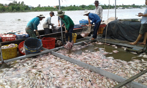 Các bè cá điêu hồng của ông Tăng chết gần như hoàn toàn, thiệt hại hàng tỷ đồng.