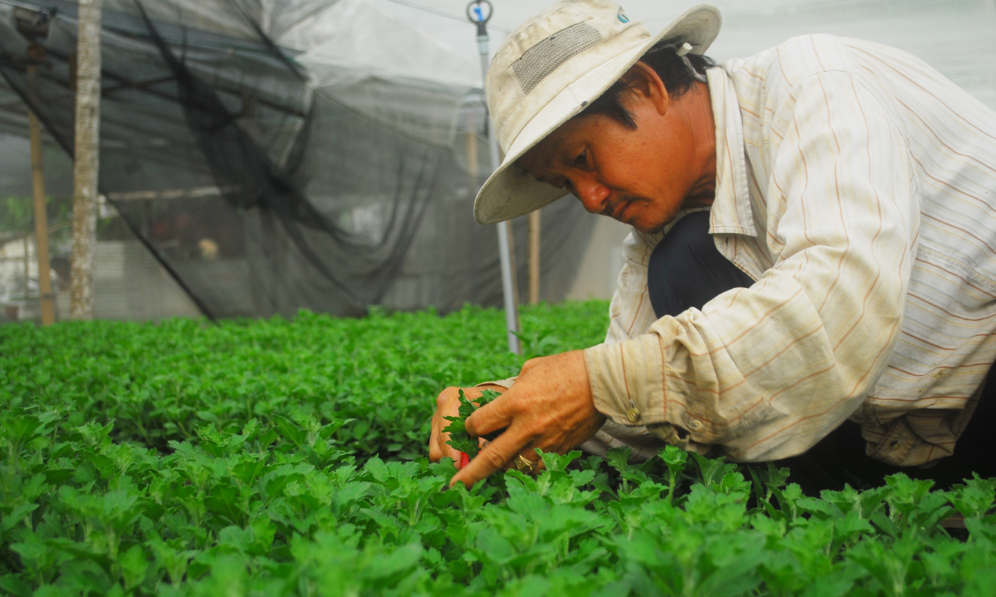 Người trồng hoa xã Mỹ Phong đang chăm sóc hoa cúc.