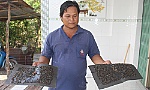 Mùi hôi gây bức xúc trong dân: Giải đàn trại gà tại xã Tam Hiệp