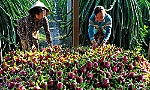 Tổ chức lại sản xuất để thanh long phát triển bền vững