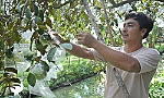 Phân hữu cơ, giải pháp cho nông nghiệp sạch